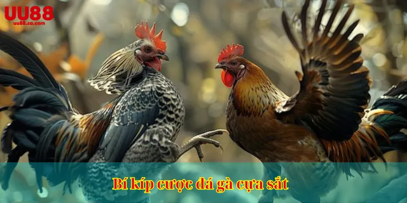 Bí kíp cược đá gà cựa sắt